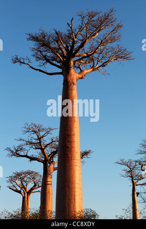 Mehreren Baobab-Bäume in der Allee der Baobabs (oder Gasse) bei Sonnenuntergang, in der Nähe von Morondava, westlichen Madagaskar, Afrika Stockfoto