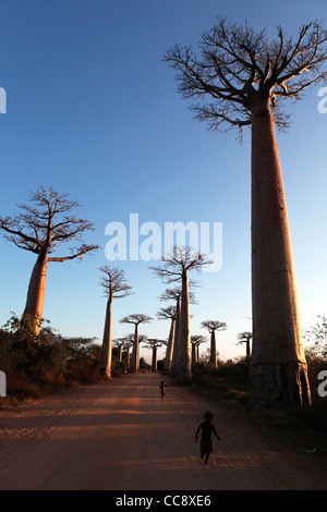 Mehreren Baobab-Bäume in der Allee der Baobabs (oder Gasse) bei Sonnenuntergang, in der Nähe von Morondava, westlichen Madagaskar, Afrika Stockfoto