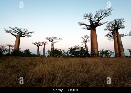 Mehreren Baobab-Bäume in der Allee der Baobabs (oder Gasse) nach Sonnenuntergang, in der Nähe von Morondava, westlichen Madagaskar, Afrika Stockfoto