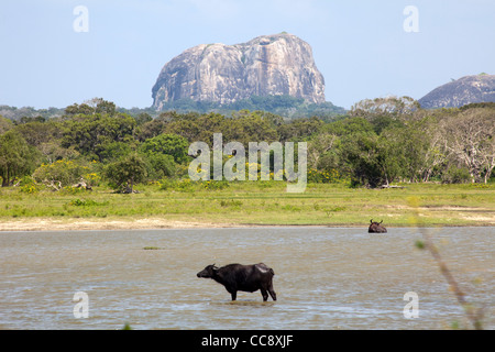 Wasserbüffel sind vor Elephant Rock im Yala Nationalpark in Sri Lanka gesehen. Stockfoto