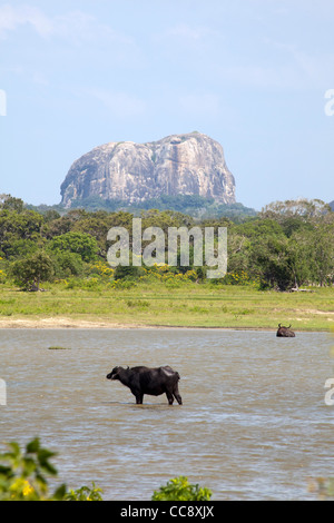 Wasserbüffel sind vor Elephant Rock im Yala Nationalpark in Sri Lanka gesehen. Stockfoto