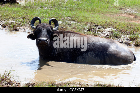 Wasserbüffel sind im Yala Nationalpark in Sri Lanka gesehen. Stockfoto