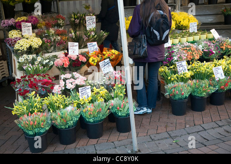 Frische Blumen im Eimer Marktstand Trauben Stockfoto