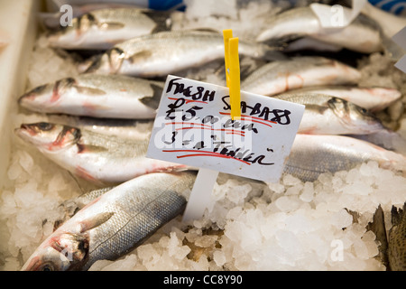 Frischer Wolfsbarsch Fisch zum Verkauf Stockfoto