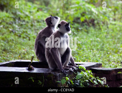 Grau-Languren sind in Sigiriya, Sri Lanka gesehen. Stockfoto