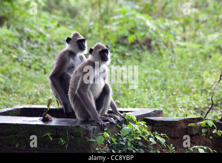 Grau-Languren sind in Sigiriya, Sri Lanka gesehen. Stockfoto