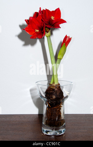 Nahaufnahme von roten Amaryllis mit Birne und Wurzeln in Glasvase auf hellem Hintergrund Stockfoto