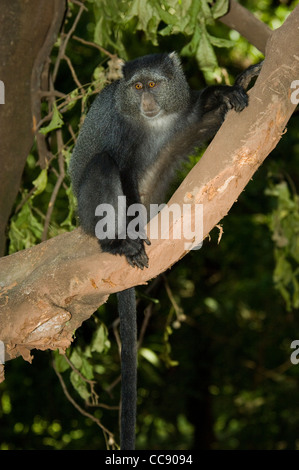 Afrika-Tansania-Lake Manyara-blau Affe im Baum (grüne Mitis) Stockfoto