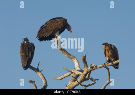 Afrika-Kenia-Amboseli-Nationalpark-zwei Nubian Geier (geschlottert konfrontiert) und ein Weißrückenspecht Geier auf Zweigen der Toten Baum Stockfoto