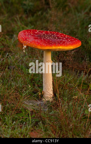 große rote flache gekrönt Fliegenpilz Pilz im englischen Buche Wald Stockfoto