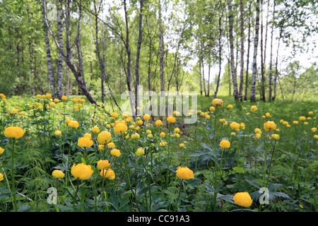 Trollblume im Sommer Birkenholz Stockfoto