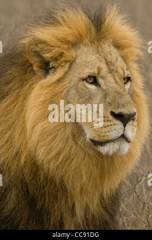 Afrika Kenia Lake Nakuru-Kopfschuss der Löwe (Panthera Leo) Stockfoto