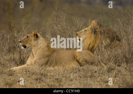 Afrika Kenia Lake Nakuru-Löwe und Löwin liegend in Gräsern (Panthera Leo) Stockfoto