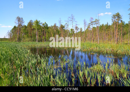 Holz-See Stockfoto