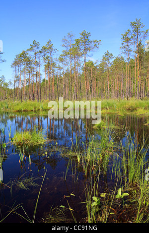 Holz-See Stockfoto