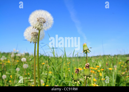 weiße Löwenzahn auf grüner Wiese Stockfoto