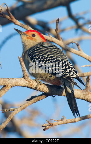 Erwachsene männliche Rotbauch-Specht (Melanerpes Carolinus) Stockfoto