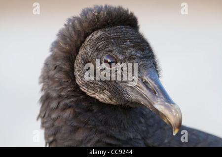 Nahaufnahme des Kopfes Mönchsgeier (Coragyps Atratus) Stockfoto