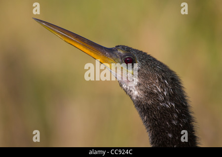 Nahaufnahme des Kopfes ein Anhinga (Anhinga Anhinga) Stockfoto