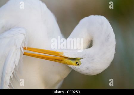 Silberreiher (Ardea Alba) putzen ihre Flügel Stockfoto