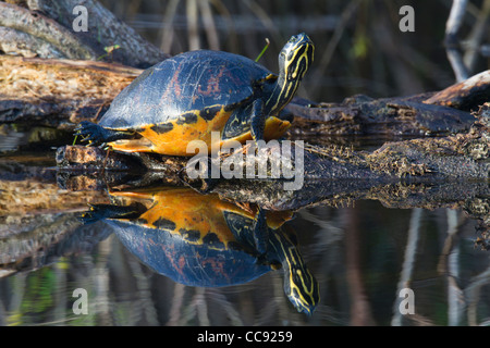 Florida-rot-Bauch-Schildkröte (Pseudemys Nelsoni) und Reflexion Stockfoto