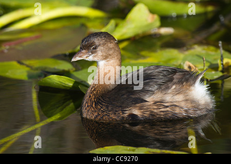 Erwachsenen Winter Pied – abgerechnet Grebe (Podilymbus Podiceps) Stockfoto