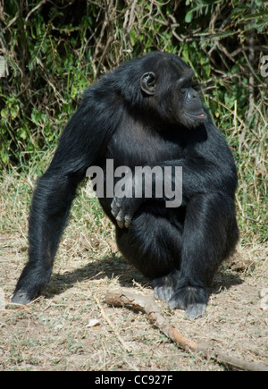 Sitzen Afrika Kenia Ol Pejeta Conservancy-Schimpanse (Pan Troglodytes) Stockfoto