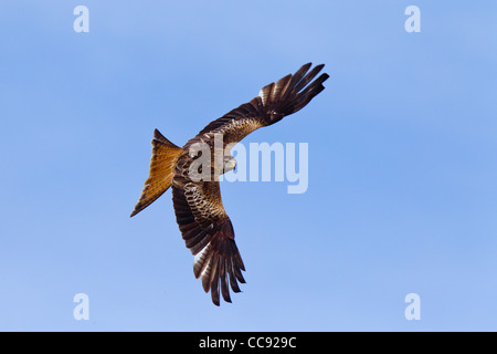 Rotmilan (Milvus) im Flug gegen blauen Himmel Stockfoto