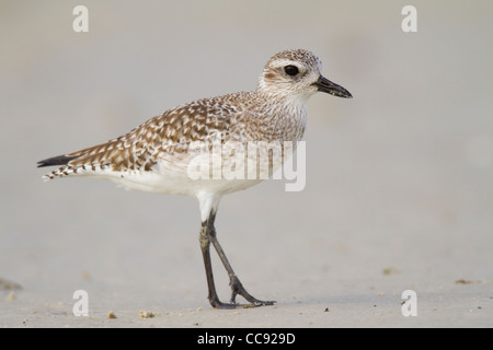 Winter plumaged schwarzbäuchigen Regenpfeifer (Pluvialis Squatarola) Stockfoto