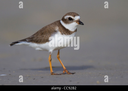 Semipalmated-Regenpfeifer (Charadrius Semipalmatus) im Winterkleid Stockfoto