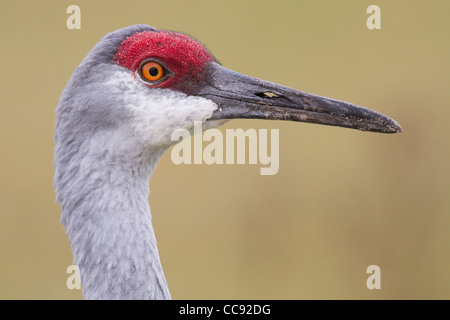 Close-up Portrait von Sandhill Krankopf Stockfoto