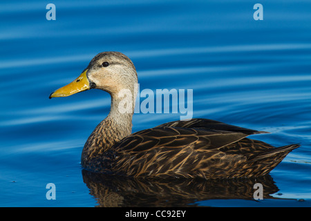 Fleckige Ente (Anas Fulvigula) schwimmen Stockfoto