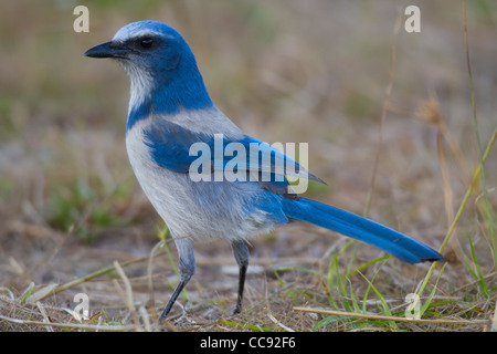 Florida Scrub-Jay (Aphelocoma Coerulescens) Stockfoto