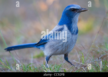 Florida Scrub-Jay (Aphelocoma Coerulescens) Stockfoto