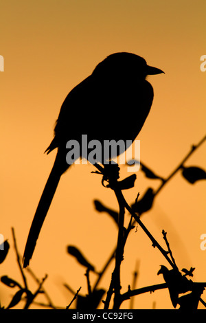 Florida Scrub-Jay (Aphelocoma Coerulescens) Silhouette gegen den Sonnenuntergang Stockfoto