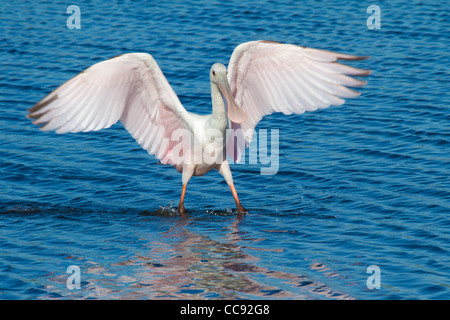 Juvenile rosige Löffler (Ajaia Ajaja) mit seinen Flügeln zu verbreiten Stockfoto