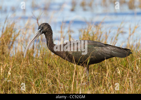 Sichler (Plegadis Falcinellus) Stockfoto