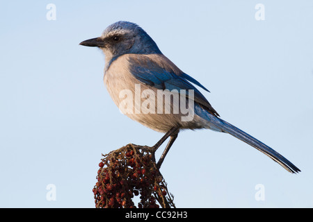 Florida Scrub-Jay (Aphelocoma Coerulescens) thront auf einem Sumach-Busch Stockfoto