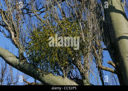 Mistel in Baum, uk Stockfoto