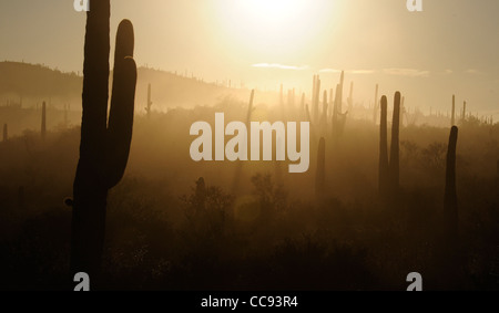 Nebel webt seinen Weg durch die Berge von Tucson in der Sonora-Wüste, Tucson, Arizona, USA. Stockfoto