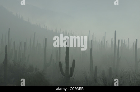 Nebel webt seinen Weg durch den Saguaro National Park in der Sonora-Wüste, Tucson, Arizona, USA. Stockfoto