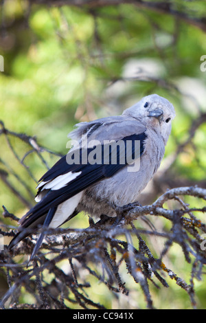 Clarks Tannenhäher (Nucifraga Columbiana) in einem Baum in der Nähe von Lake Louise, Alberta, Kanada. Stockfoto