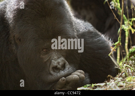 Nahaufnahme der erwachsenen männlichen habituierten Berggorillas in Ruanda. Stockfoto