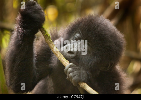 Männliche Kleinkind Berggorillas in Ruanda. Stockfoto