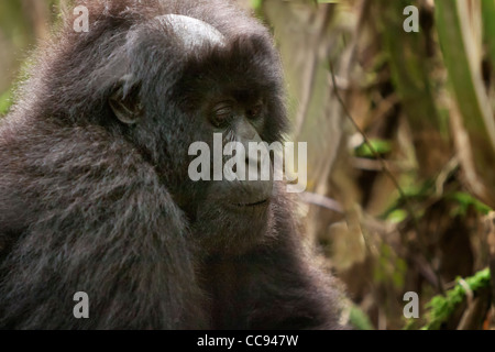 Habituierten weibliche Berggorillas in Ruanda. Stockfoto