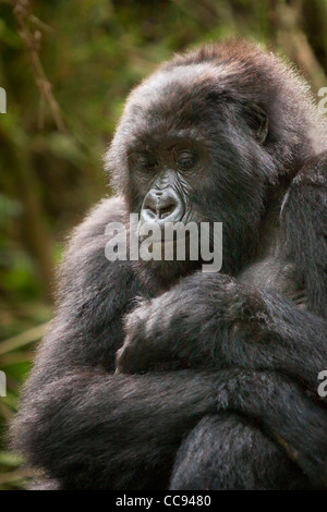 Habituierten weibliche Berggorillas in Ruanda. Stockfoto