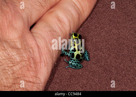 Winzige Variable Dart Frog (Dendrobates Variabilis) neben einem menschlichen Finger. Stockfoto