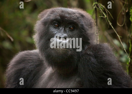 Portrait einer weiblichen Berggorillas in Ruanda. Stockfoto