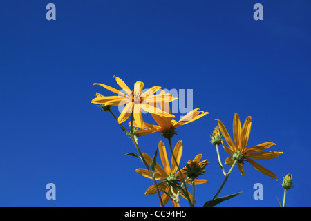 gelbe Blume auf himmlischen Hintergrund Stockfoto