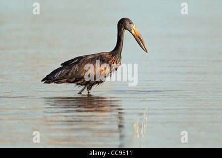 Afrikanische Openbill Storch (Anastomus Lamelligerus) auf Nahrungssuche im Wasser, Südafrika Stockfoto